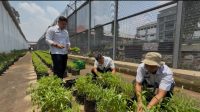 Lewat Program Pertanian, Rutan Depok Penuhi Kebutuhan Dapur Sekaligus Latih Warga Binaan