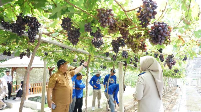 Sukses Reforma Agraria di Palu, Warga Desa Duyu Raup Cuan dari Kebun Anggur